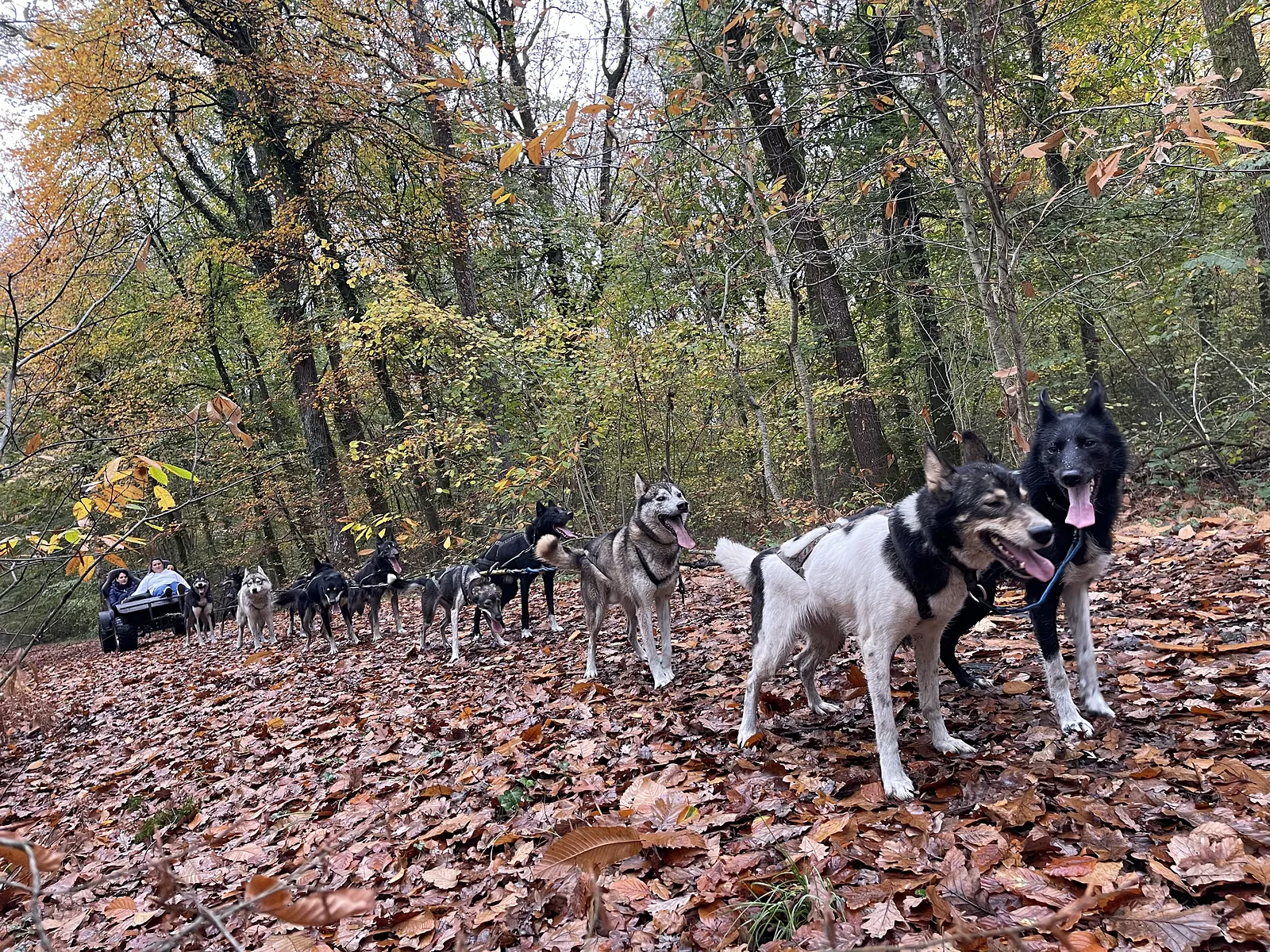 L’attelage et le kart dans une forêt d’automne