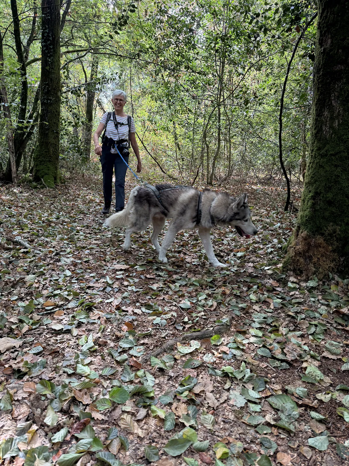 Une randonneuse guidée par un husky gris en forêt