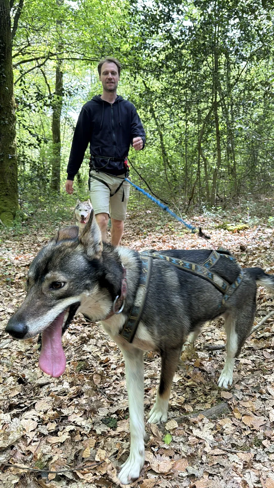 Randonneur et husky dans un sous-bois