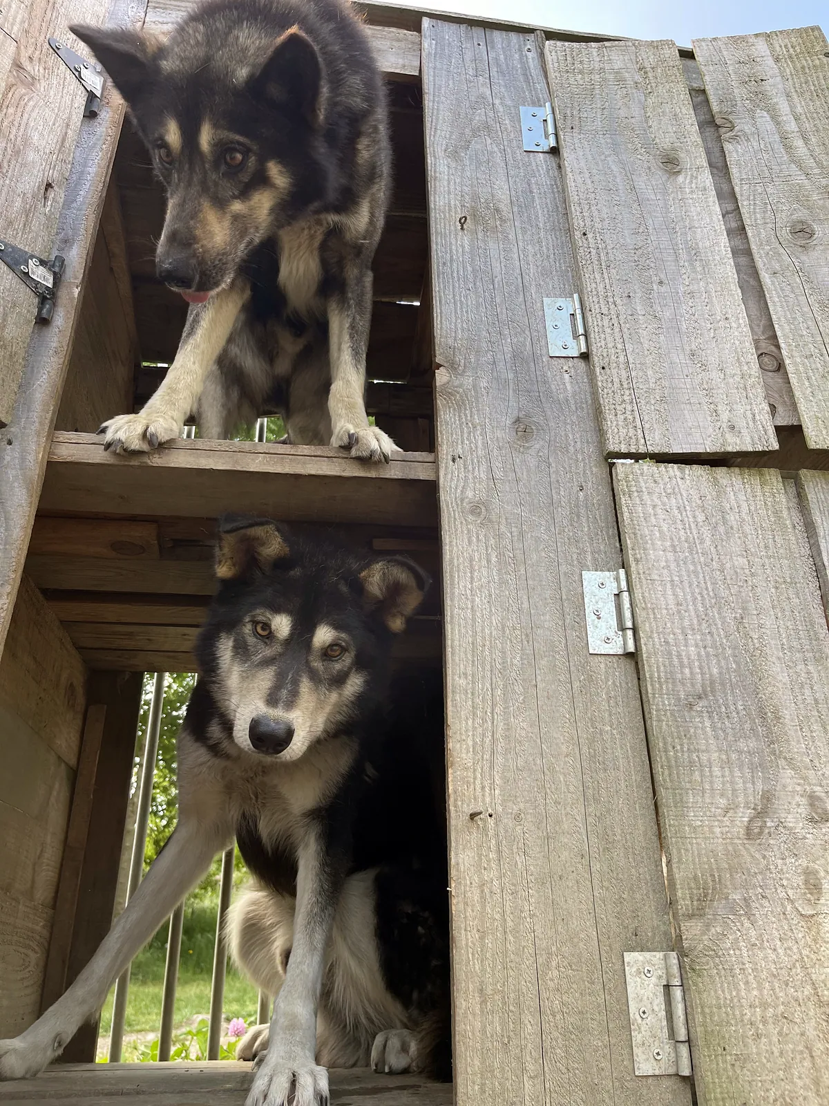 Deux huskies aux étages de leur cabane