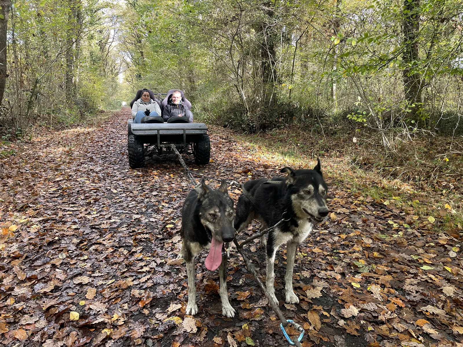 Deux huskies de tête devant le kart