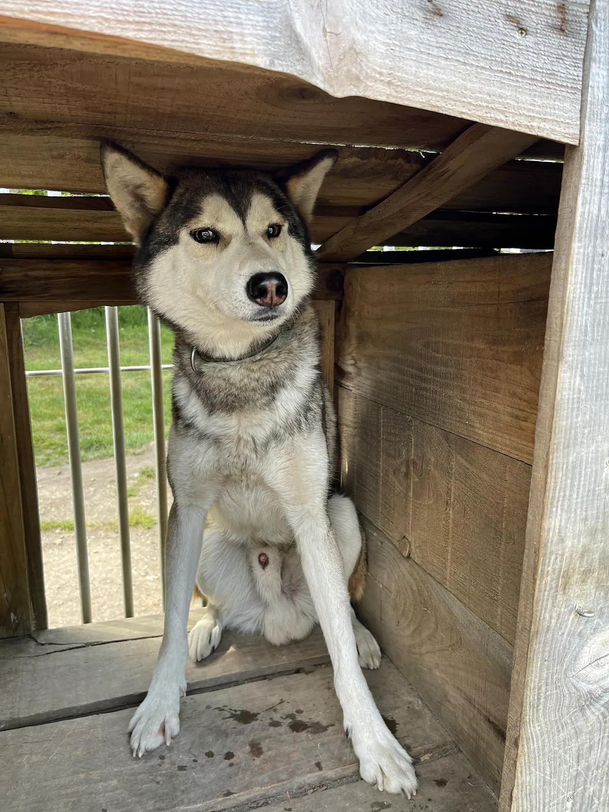 Husky gris et blanc assis dans sa cabane en bois