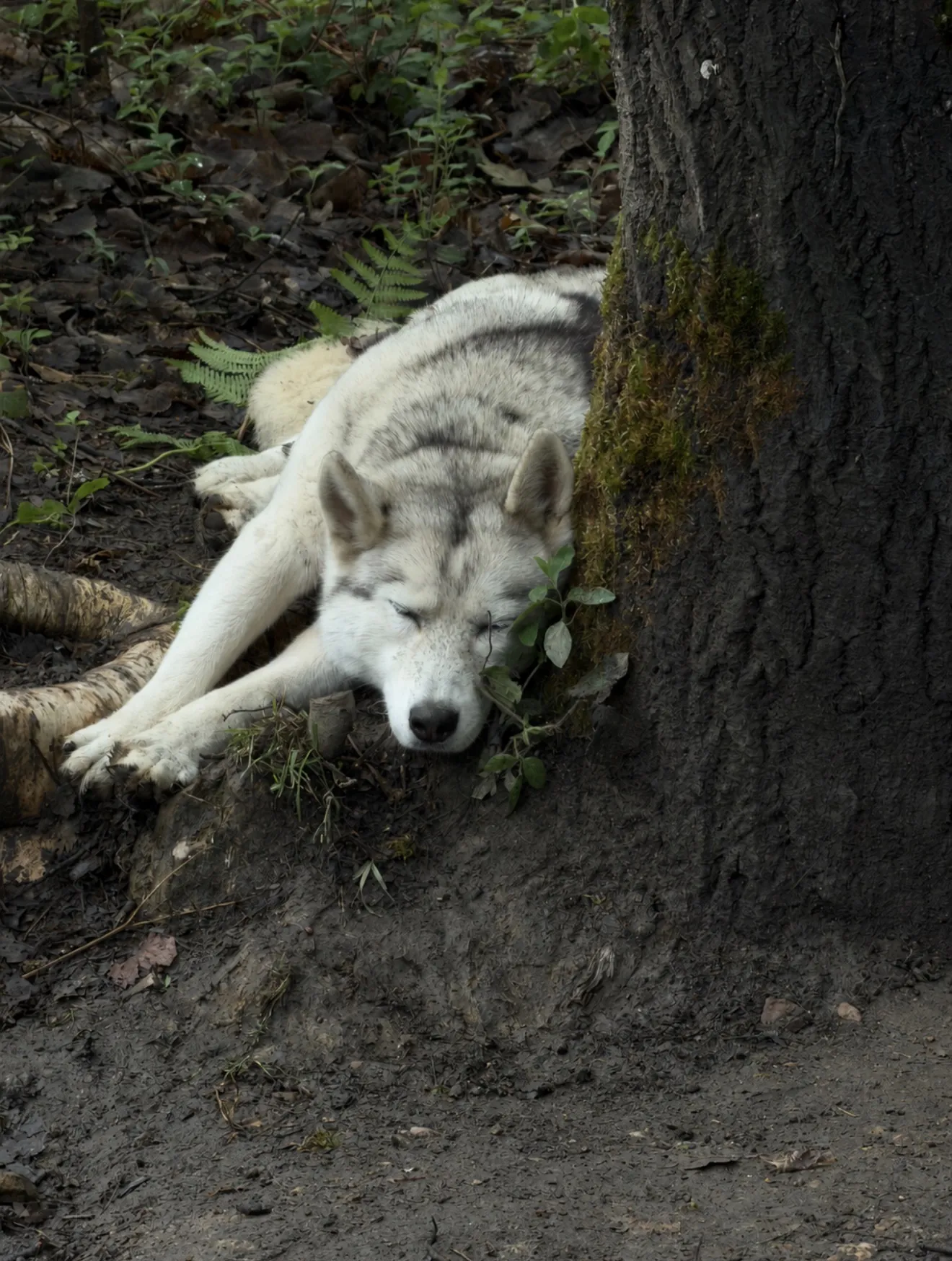 Husky endormi contre un tronc d’arbre