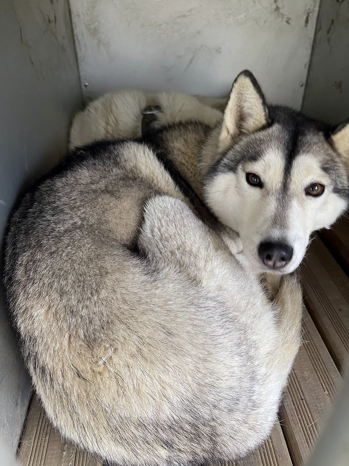 Husky aux yeux vairons enroulé dans sa niche