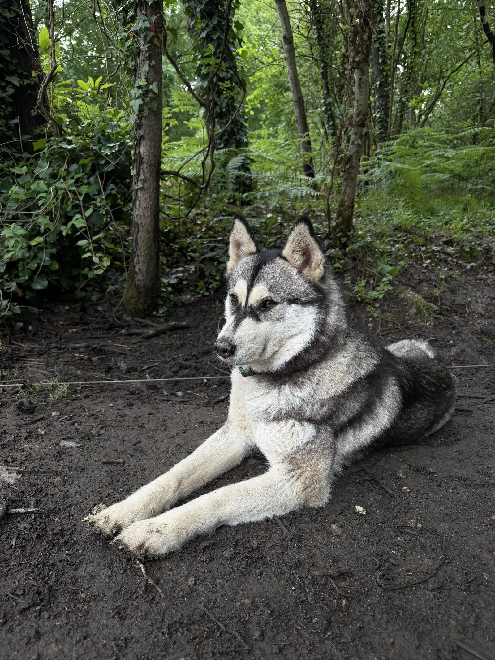 Husky gris et blanc allongé dans les bois