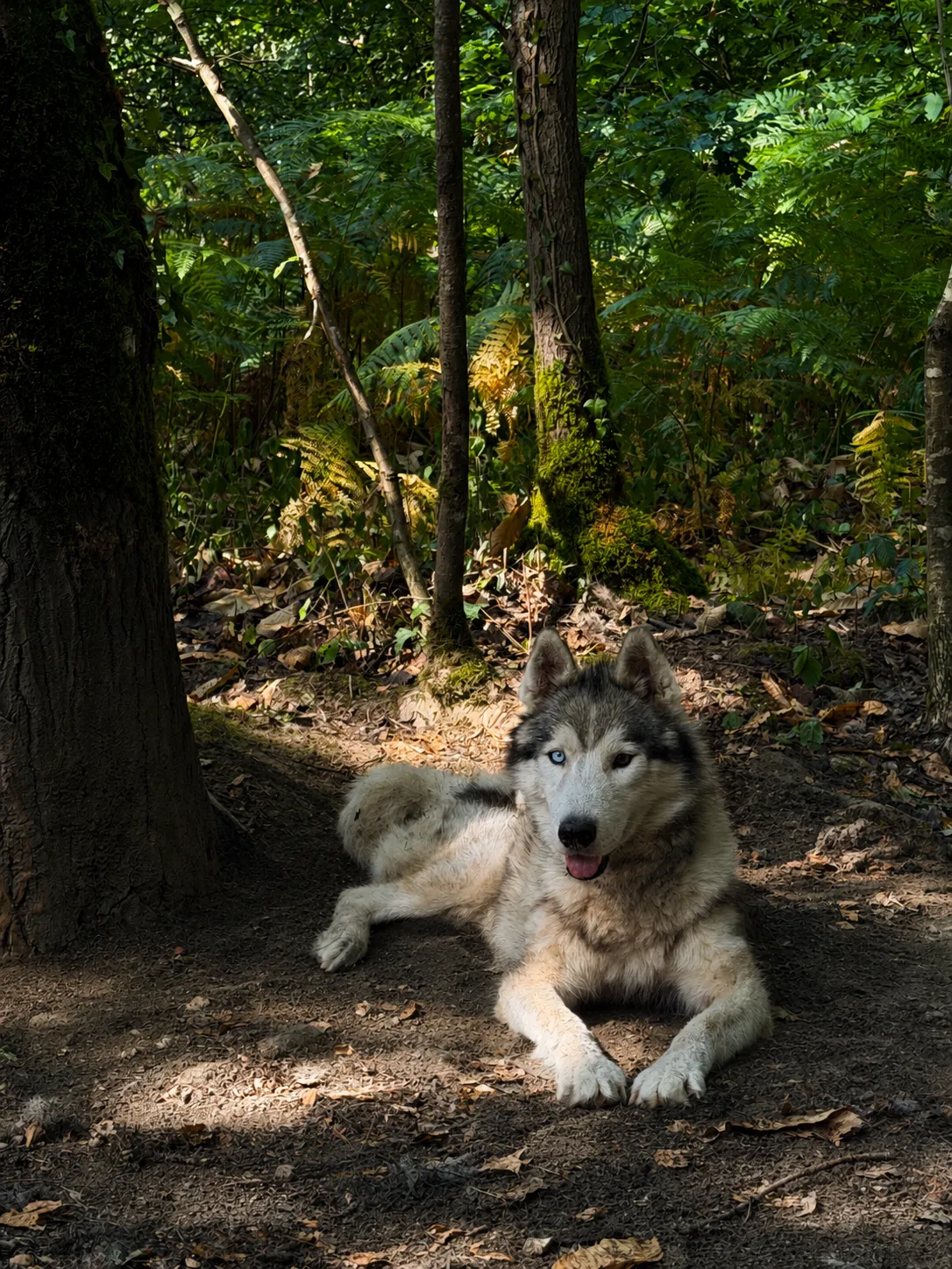 Husky au repos sous les arbres, langue pendante