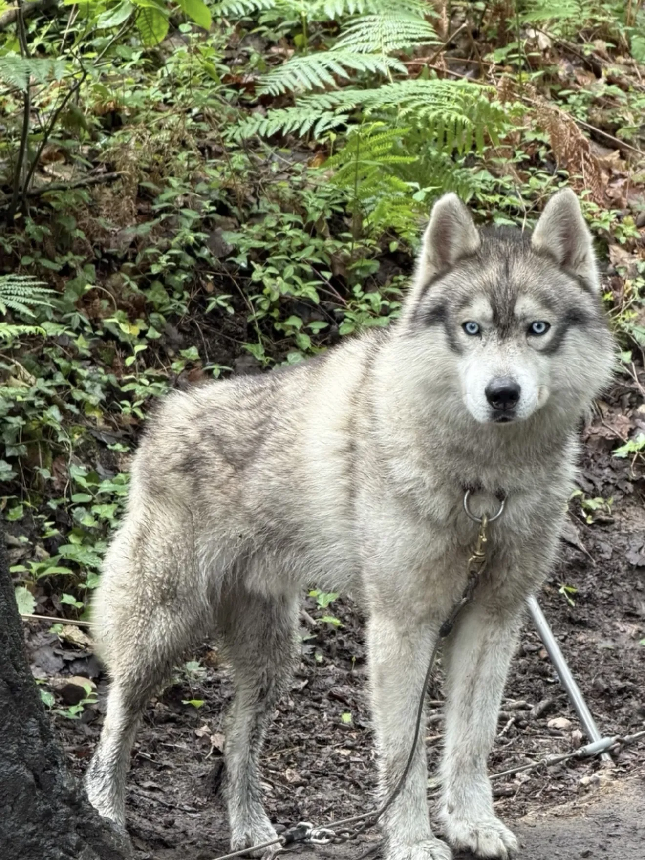 Husky aux yeux bleus qui regarde l’objectif en forêt