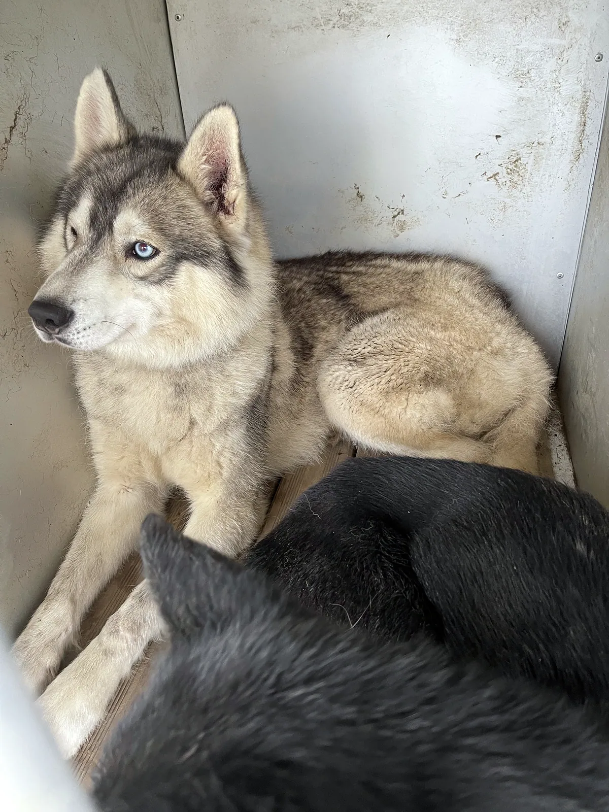 Husky aux yeux bleus couché dans sa niche