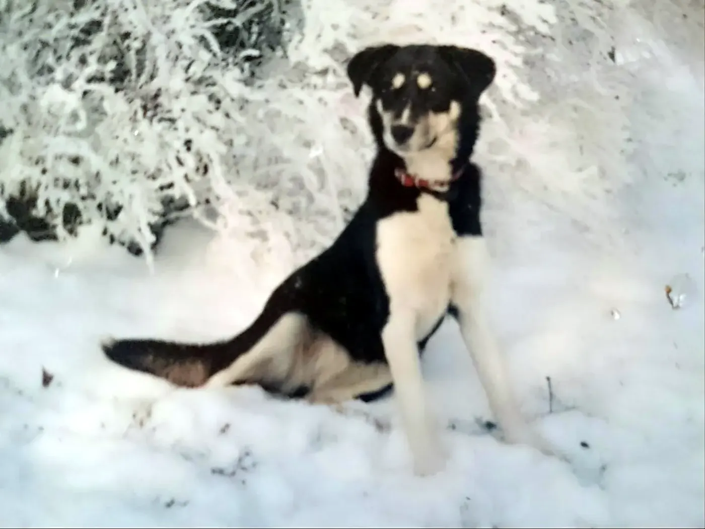 Magie, notre premier husky, dans la neige