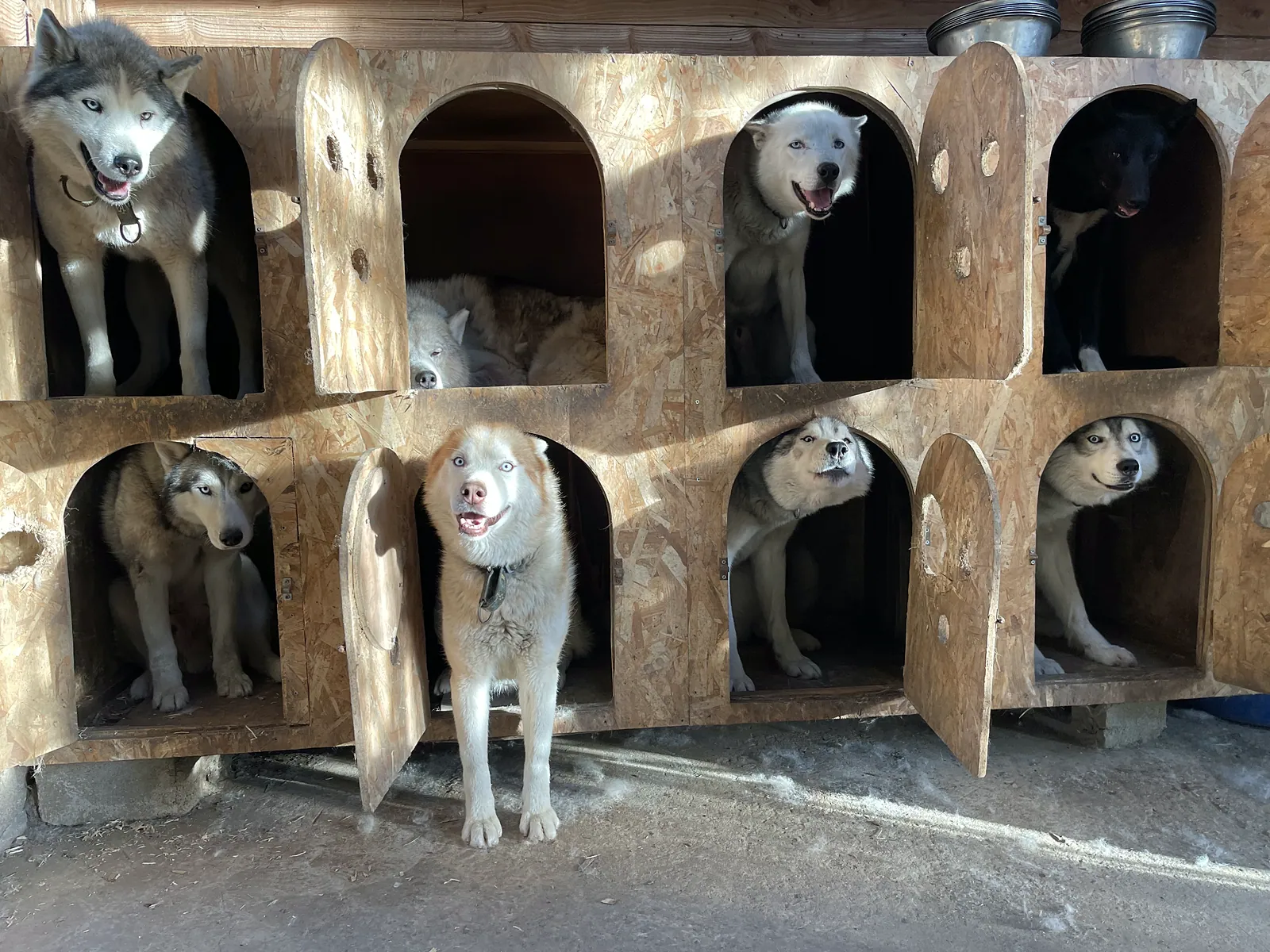 Les huskies dans leurs niches en bois