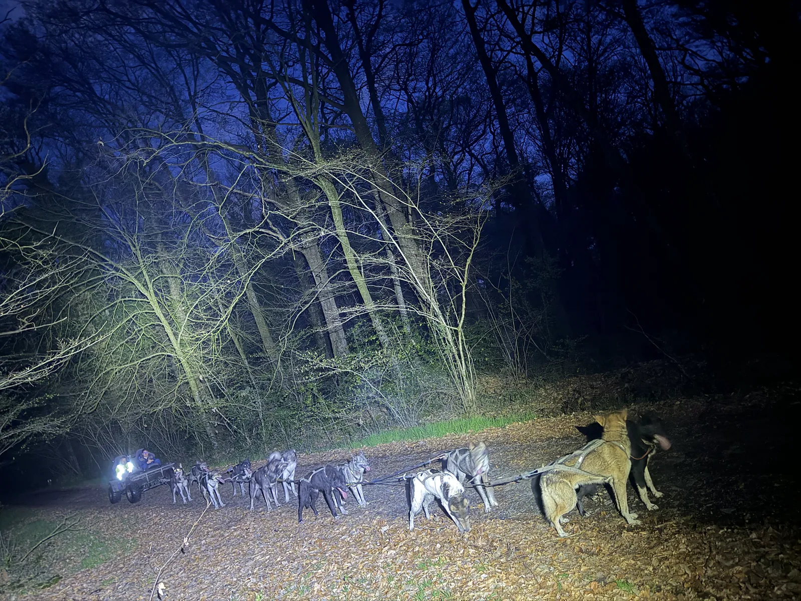 Attelage de huskies en nocturne, à la lumière des frontales
