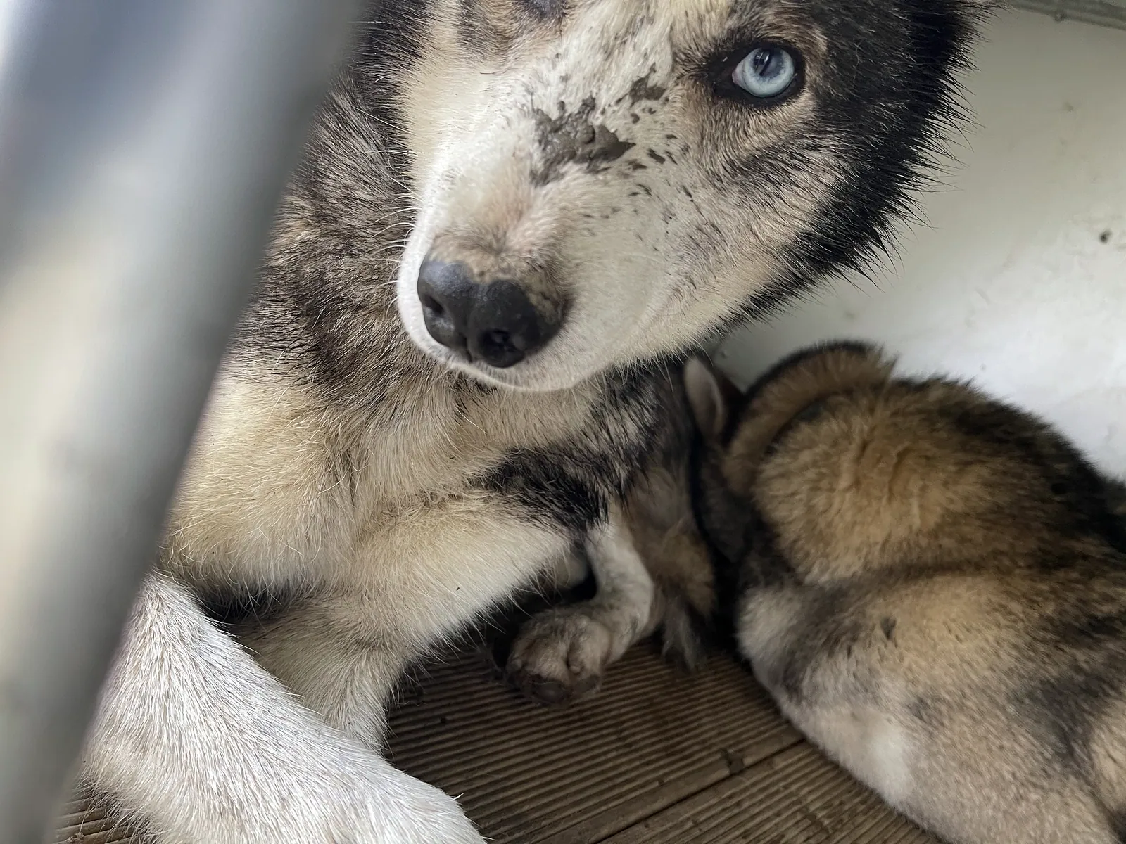 Gros plan sur l’œil bleu d’un husky