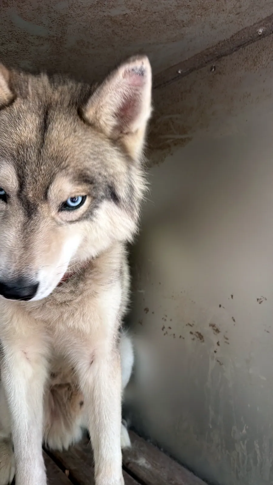Husky au regard bleu
